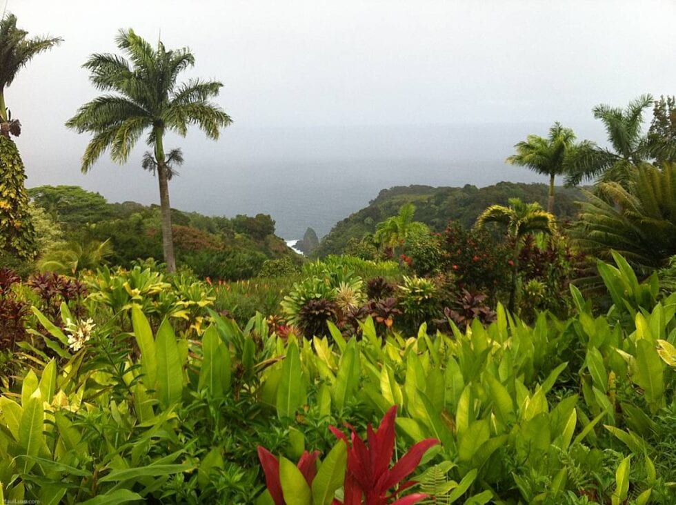 Hawaiian Canoe Crops Maui Luau